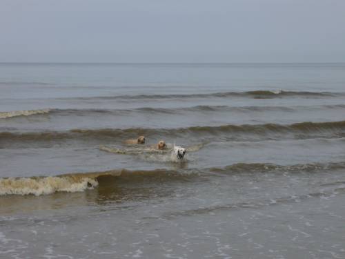 Drei Hunde und ein Ball