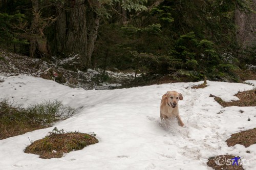 Flitztehund.