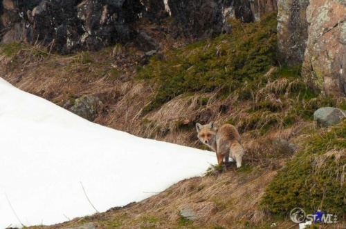 Erwischt. Ein Fuchs in freier Natur.