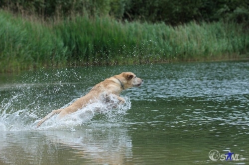 Jump! Schnitzel in seinem Element.