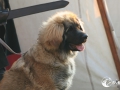 SMS_5258 SMS_5258
