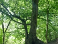 20140622-SMS_9154 20140622-SMS_9154