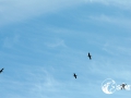 SMS_0905 SMS_0905