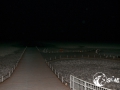 SMS_1295 SMS_1295