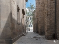 MS7_9523 MS7_9523