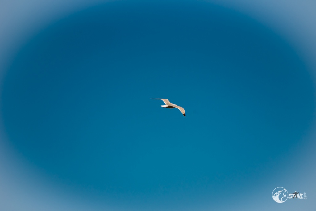 MS7_9780