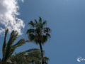 MS7_9740
