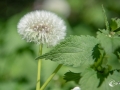 MS7_0241 MS7_0241