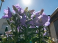 MS7_0249 MS7_0249