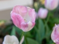 MS7_0312 MS7_0312