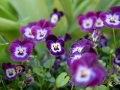 MS7_0314 MS7_0314