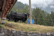 Schwarze Kuh