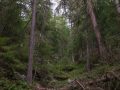 Im Wald Im Wald