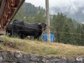 Schwarze Kuh Schwarze Kuh