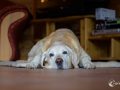 Müder Hund Müder Hund