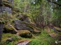 Bäume finden ihren Weg Bäume finden ihren Weg