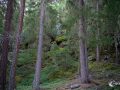 Im Wald Im Wald