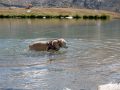 Schnitzel im See Schnitzel im See