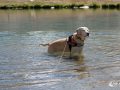 Schnitzel im See Schnitzel im See