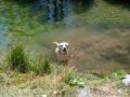 Schnitzel im See Schnitzel im See