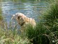Schnitzel im See Schnitzel im See