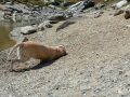 Schnitzel