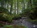Im Wald am Blausee Im Wald am Blausee