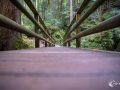 Im Wald am Blausee Im Wald am Blausee