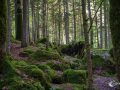 Im Wald am Blausee Im Wald am Blausee