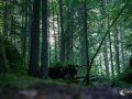 Im Wald am Blausee Im Wald am Blausee