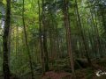 Im Wald am Blausee Im Wald am Blausee