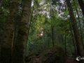 Im Wald am Blausee Im Wald am Blausee