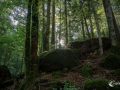 Im Wald am Blausee Im Wald am Blausee
