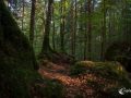 Im Wald am Blausee Im Wald am Blausee