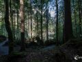 Im Wald am Blausee Im Wald am Blausee