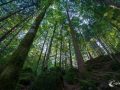 Im Wald am Blausee Im Wald am Blausee