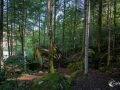 Im Wald am Blausee Im Wald am Blausee
