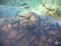 Blausee Blausee