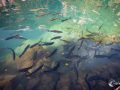 Blausee Blausee