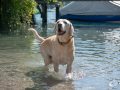 Happy Dog Happy Dog