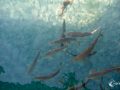 Fische Fische