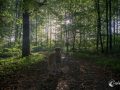 Morgenrunde mit Schnitzel Morgenrunde mit Schnitzel