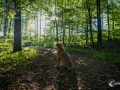 Morgenrunde mit Schnitzel Morgenrunde mit Schnitzel