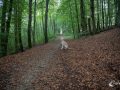 Morgenrunde mit Schnitzel Morgenrunde mit Schnitzel