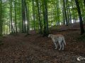 Morgenrunde mit Schnitzel Morgenrunde mit Schnitzel