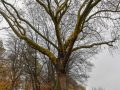Baum