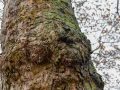 Baum