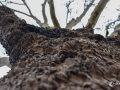 Baum