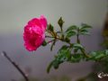 Kleine Blume