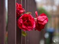 Rote Rosen